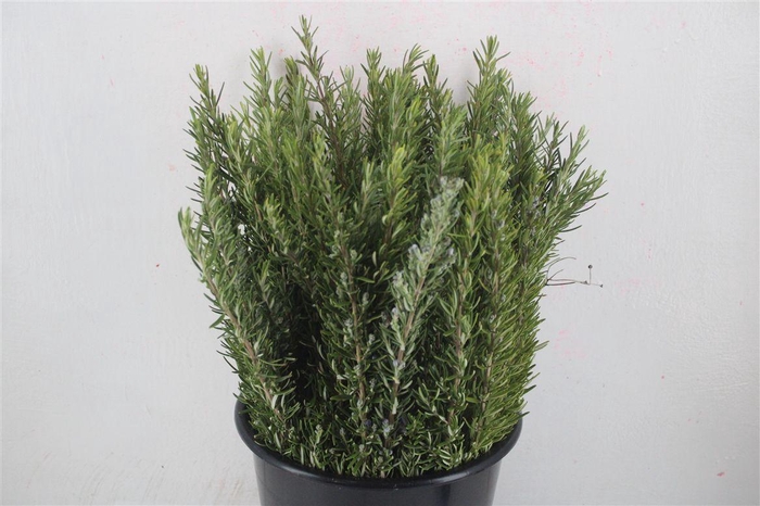 <h4>Rozemarijn P Bunch</h4>