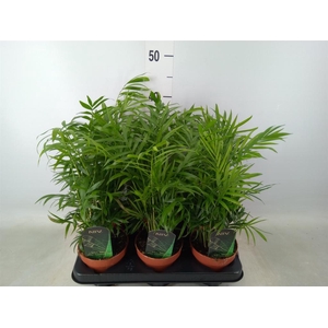 Chamaedorea elegans