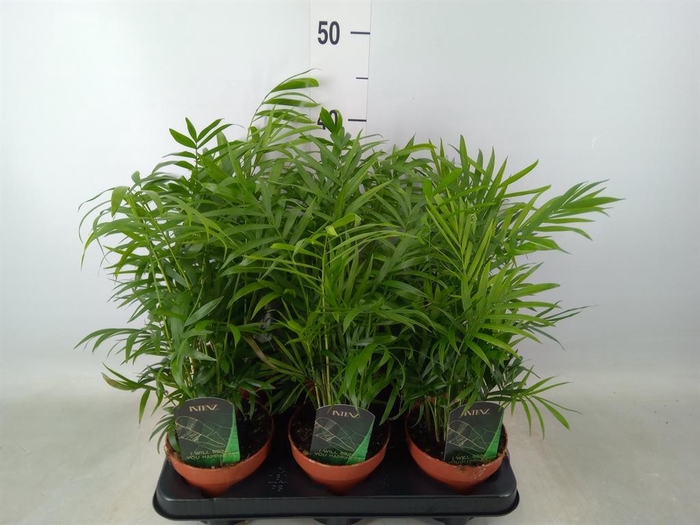 <h4>Chamaedorea elegans</h4>