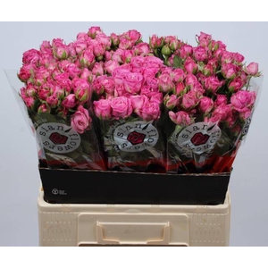 Rosa spray lady bombastic