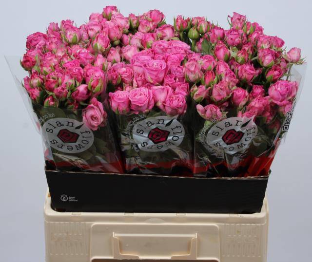 <h4>Rosa spray lady bombastic</h4>