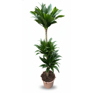 Dracaena overig