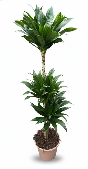 <h4>Dracaena overig</h4>