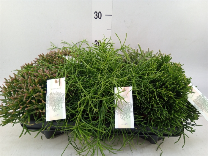 <h4>Rhipsalis   ...mix</h4>