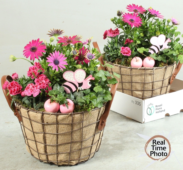 <h4>ARR TUINPLANTEN</h4>