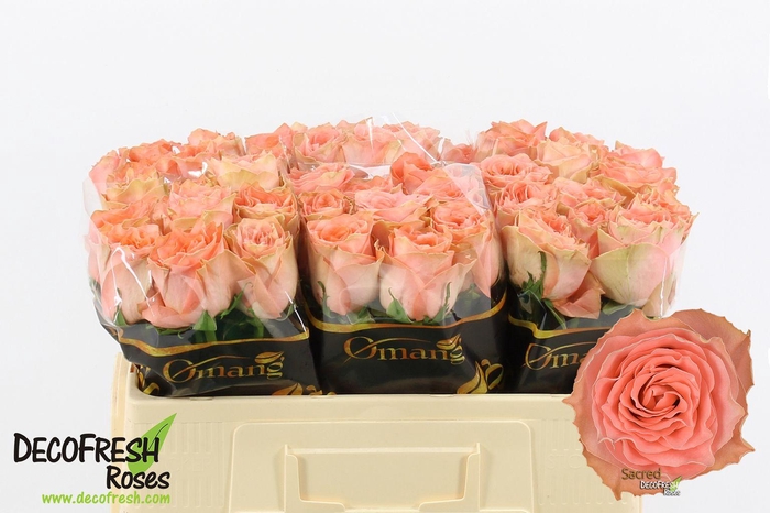 <h4>R Gr Sacred</h4>