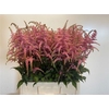 Astilbe Ar Bressingham