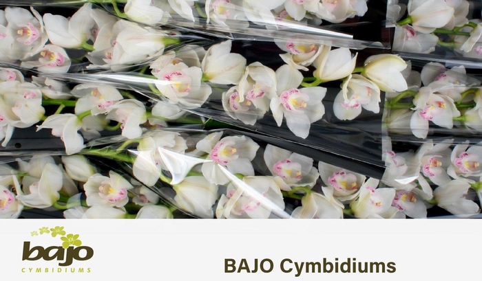 <h4>CYMB T KILIMANJARO</h4>