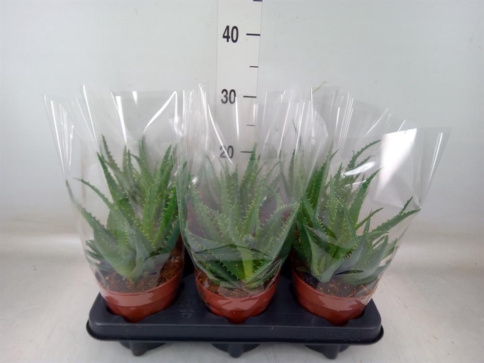 <h4>Aloe arborescens</h4>