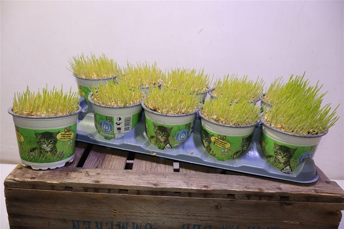 <h4>arr8 Kattengras</h4>