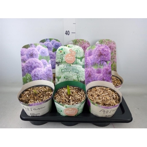 Allium   ...