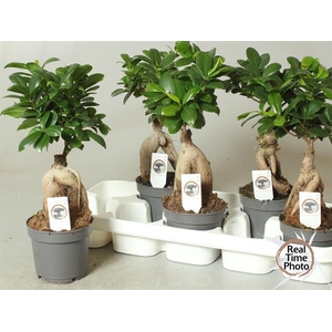 Ficus mi Ginseng 12Ø 35cm 1pp