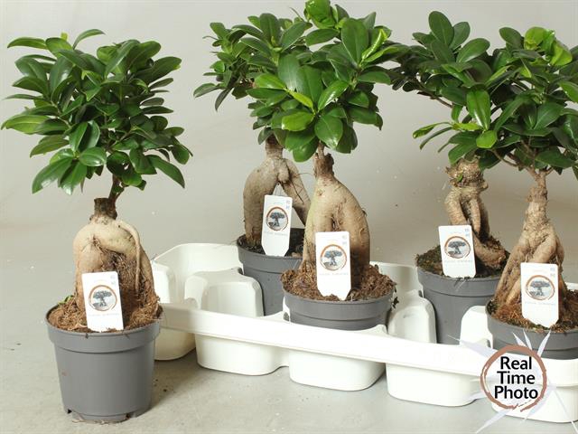 Ficus mi Ginseng 12Ø 35cm 1pp
