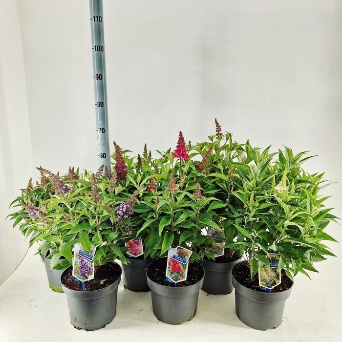 Buddleja Butterfly Candy Gemengd
