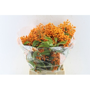 Pitto Rombifolia 200 Gram