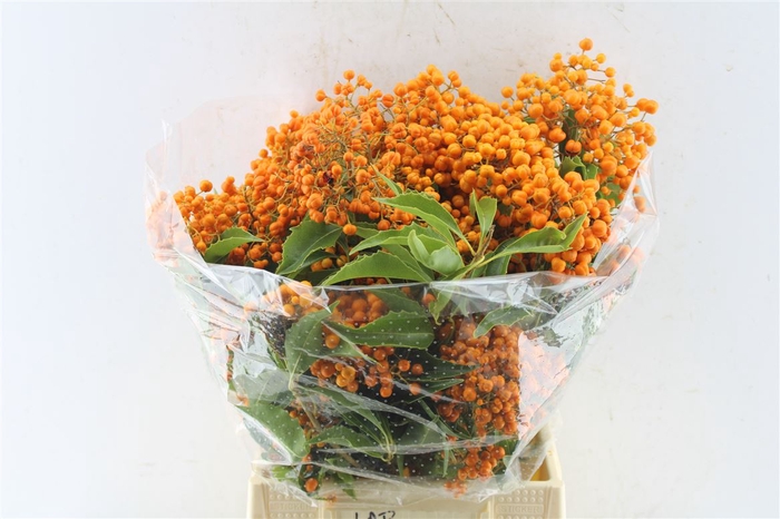 <h4>Pitto Rombifolia 200 Gram</h4>