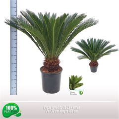 <h4>Cycas revoluta</h4>