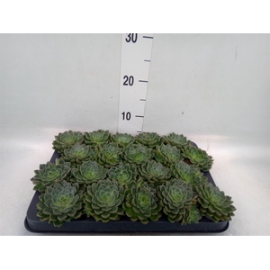 Graptopetalum tacitus
