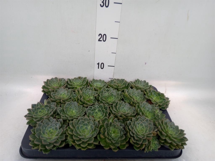 <h4>Graptopetalum tacitus</h4>