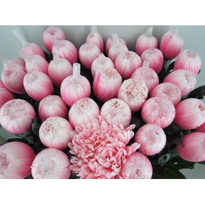 Chr G Antonov Pastel Pink