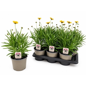 Core Grandiflora