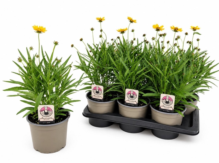 <h4>CORE GRANDIFLORA</h4>