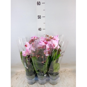 Phalaenopsis multi.   ...