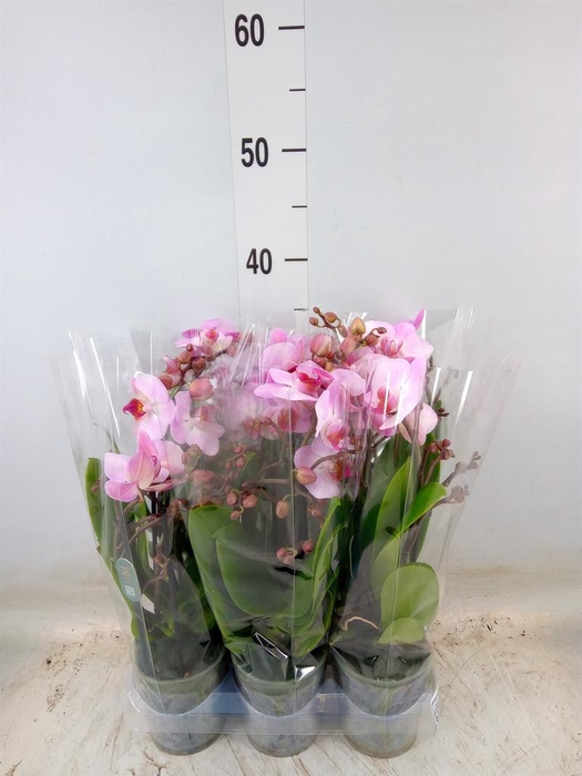 <h4>Phalaenopsis multi.   ...</h4>