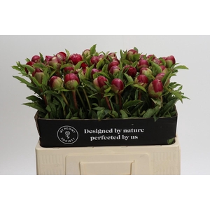 Paeonia Many Happy Returns
