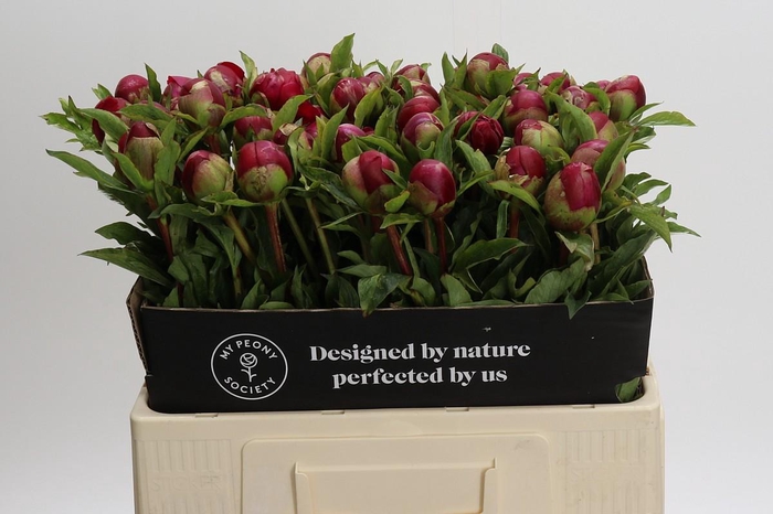 <h4>Paeonia Many Happy Returns</h4>