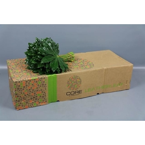ARALIA GREEN OCEAN 35 CM