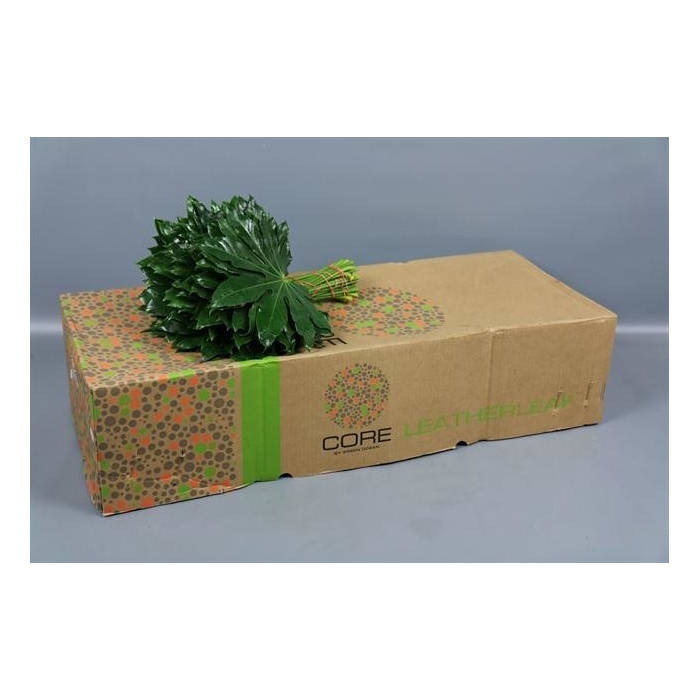 <h4>ARALIA GREEN OCEAN 35 CM</h4>