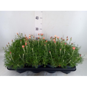 Rhodanthemum hosm. 'Zagora Orange'