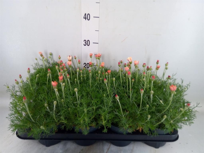 <h4>Rhodanthemum hosm. 'Zagora Orange'</h4>