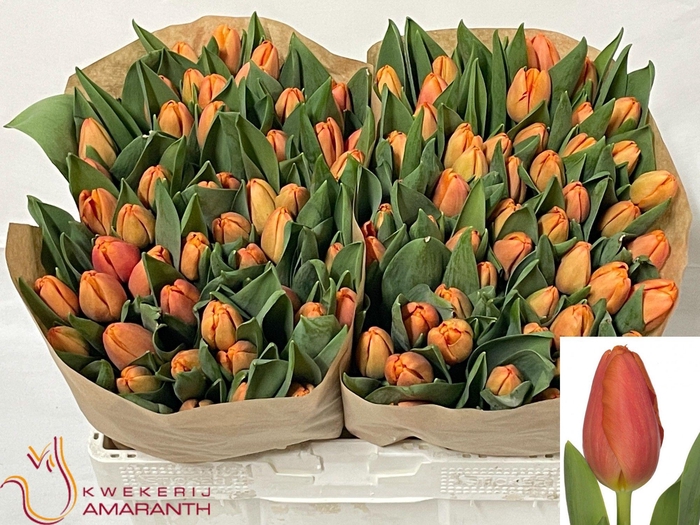 <h4>TU EN TIME OUT</h4>