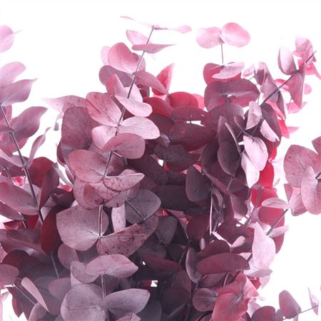 Cinerea Gepreserveerd Rood