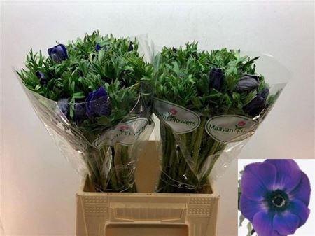 <h4>Anem Marianne Blue</h4>