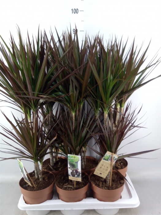 <h4>Dracaena marg. 'Magenta'</h4>