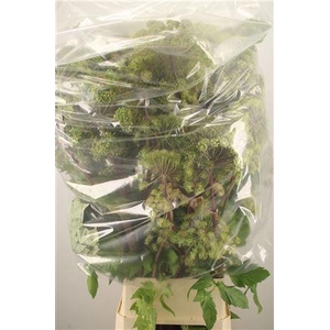 Angelica Gigas