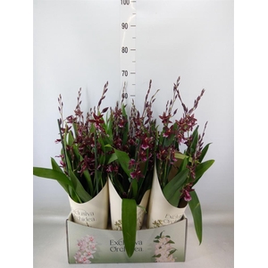Burrageara  'Barrocco Red'