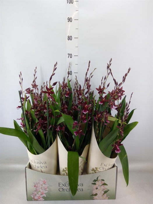 <h4>Burrageara  'Barrocco Red'</h4>