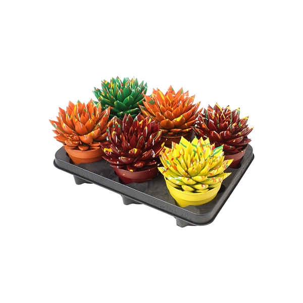 <h4>Echeveria coloured Splash autumn mix</h4>