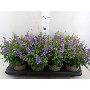 Angelonia  'Serena Purple'