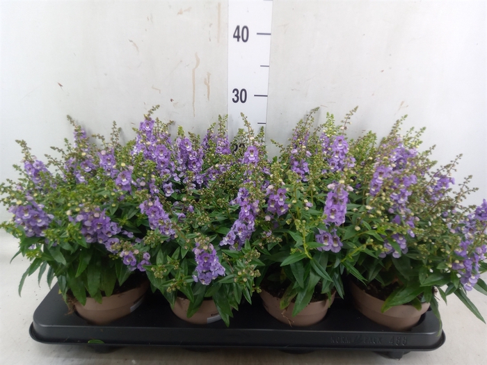 <h4>Angelonia  'Serena Purple'</h4>