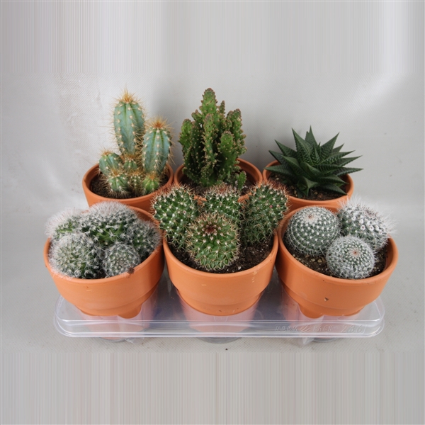<h4>118 Rozenpot cactus 12 cm</h4>