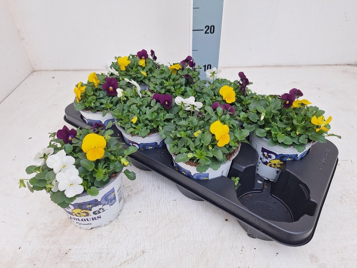 <h4>VIO TRICOLOR</h4>