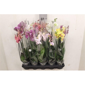 Phalaenopsis gemengd