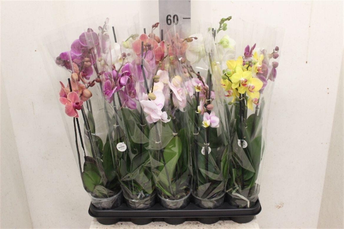 <h4>Phalaenopsis gemengd</h4>