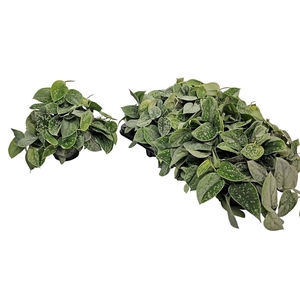 Scindapsus Pictus Silvery Ann Bush