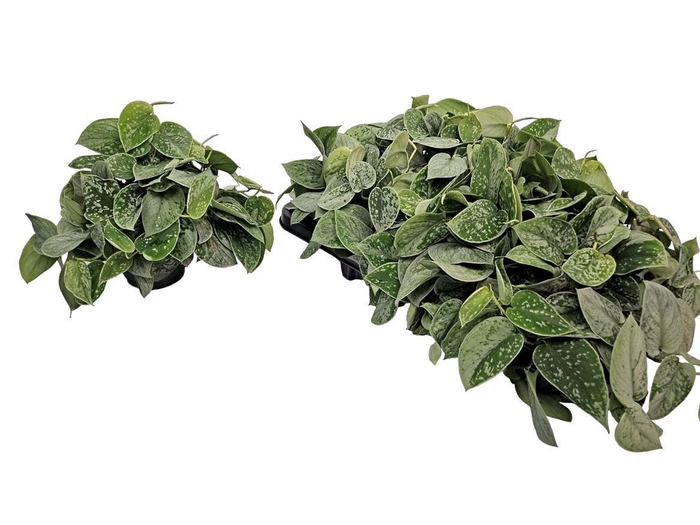 <h4>Scindapsus Pictus Silvery Ann Bush</h4>